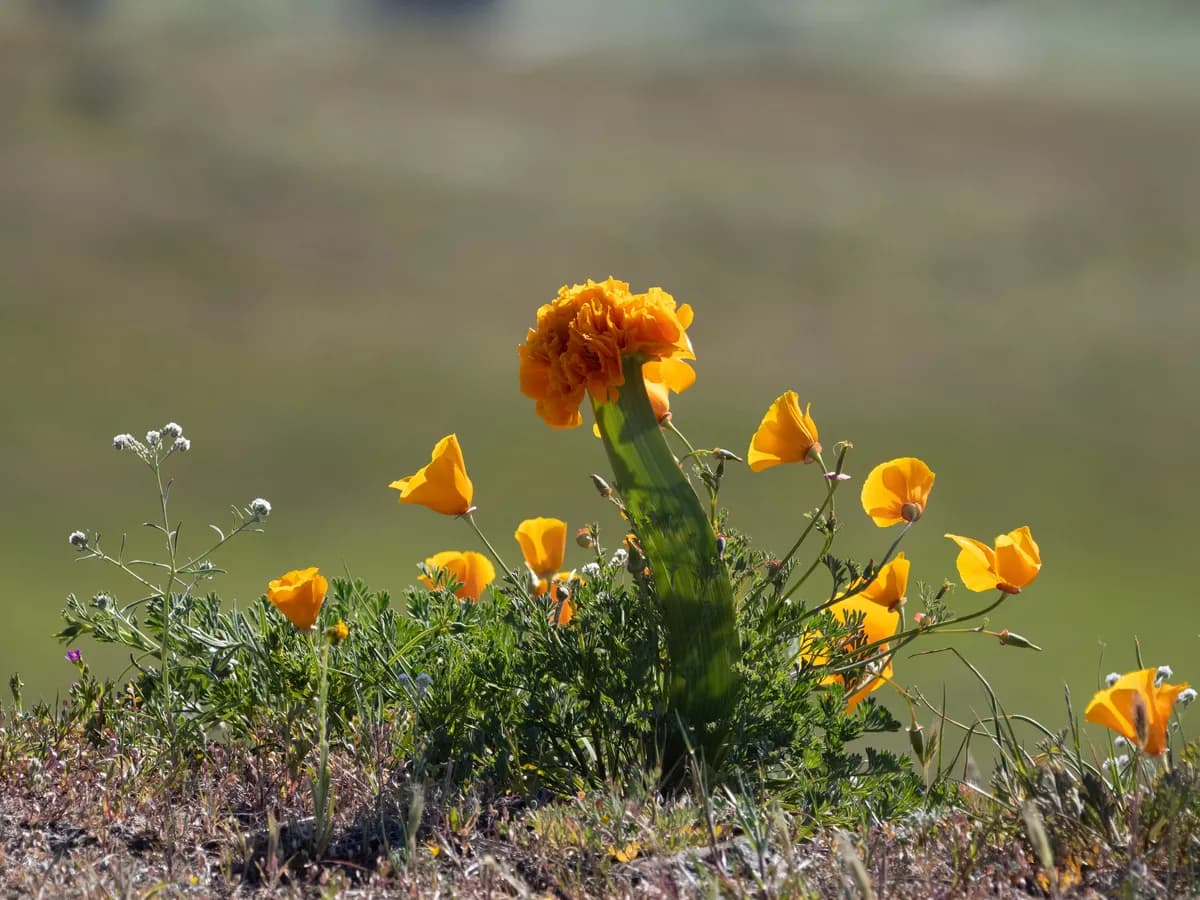 California-poppy (Eschscholzia californica)