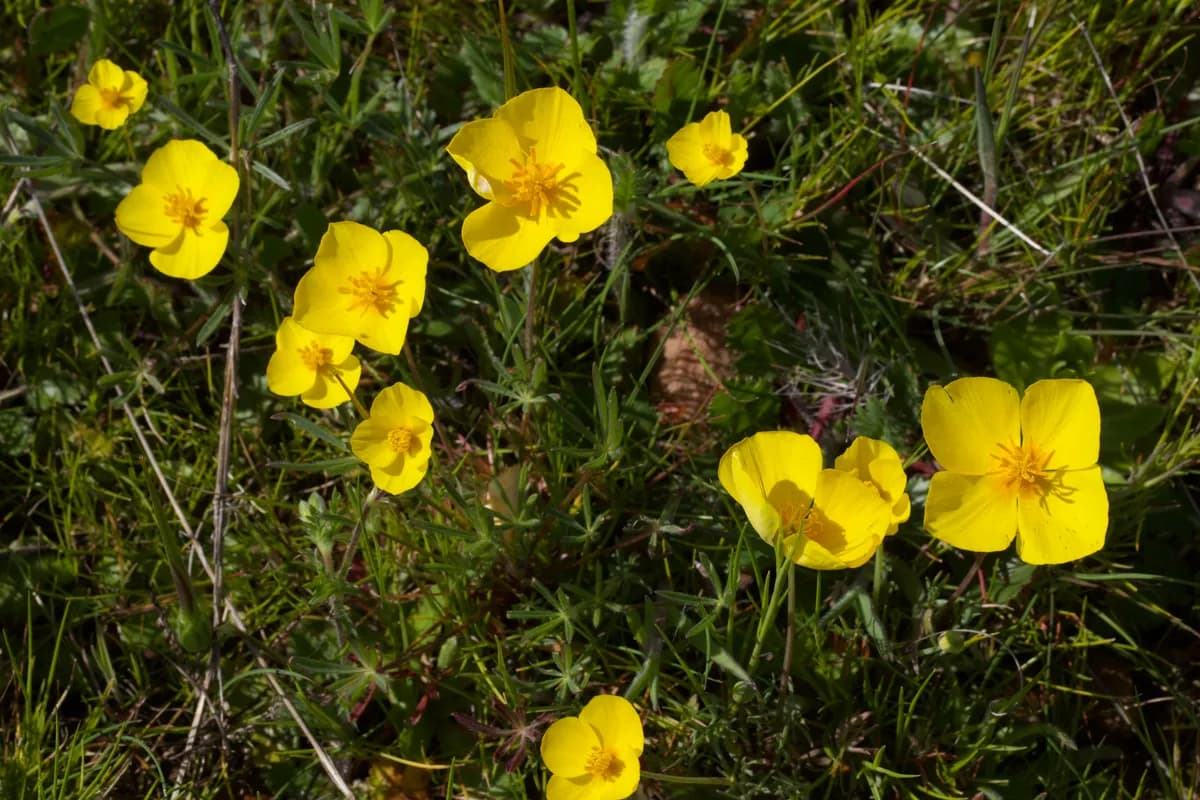 Frying-pans (Eschscholzia lobbii)
