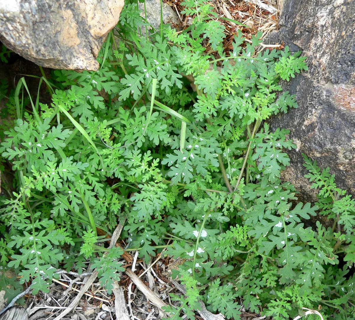 Spotted hideseed (Eucrypta chrysanthemifolia)