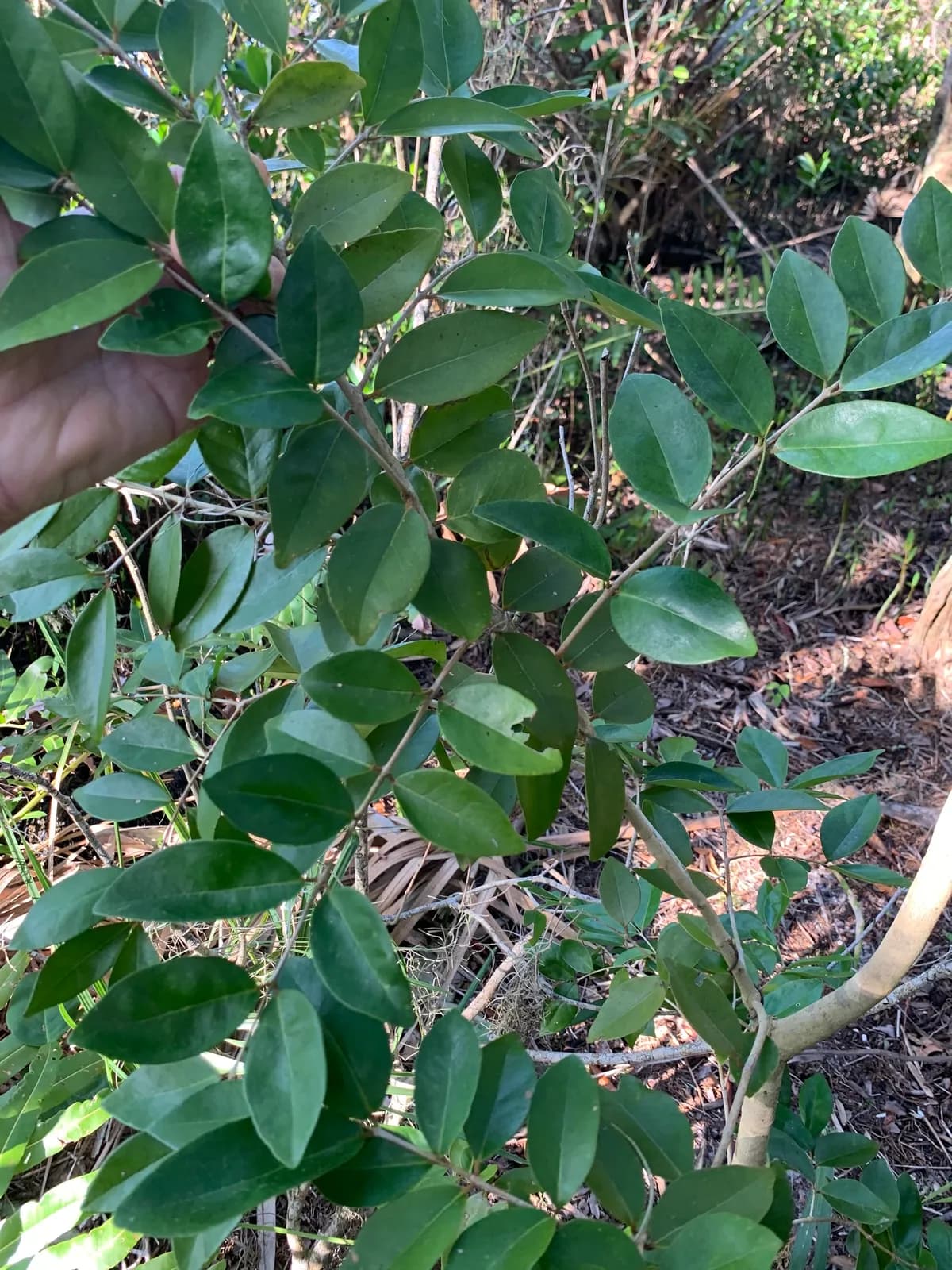 White stopper (Eugenia axillaris)