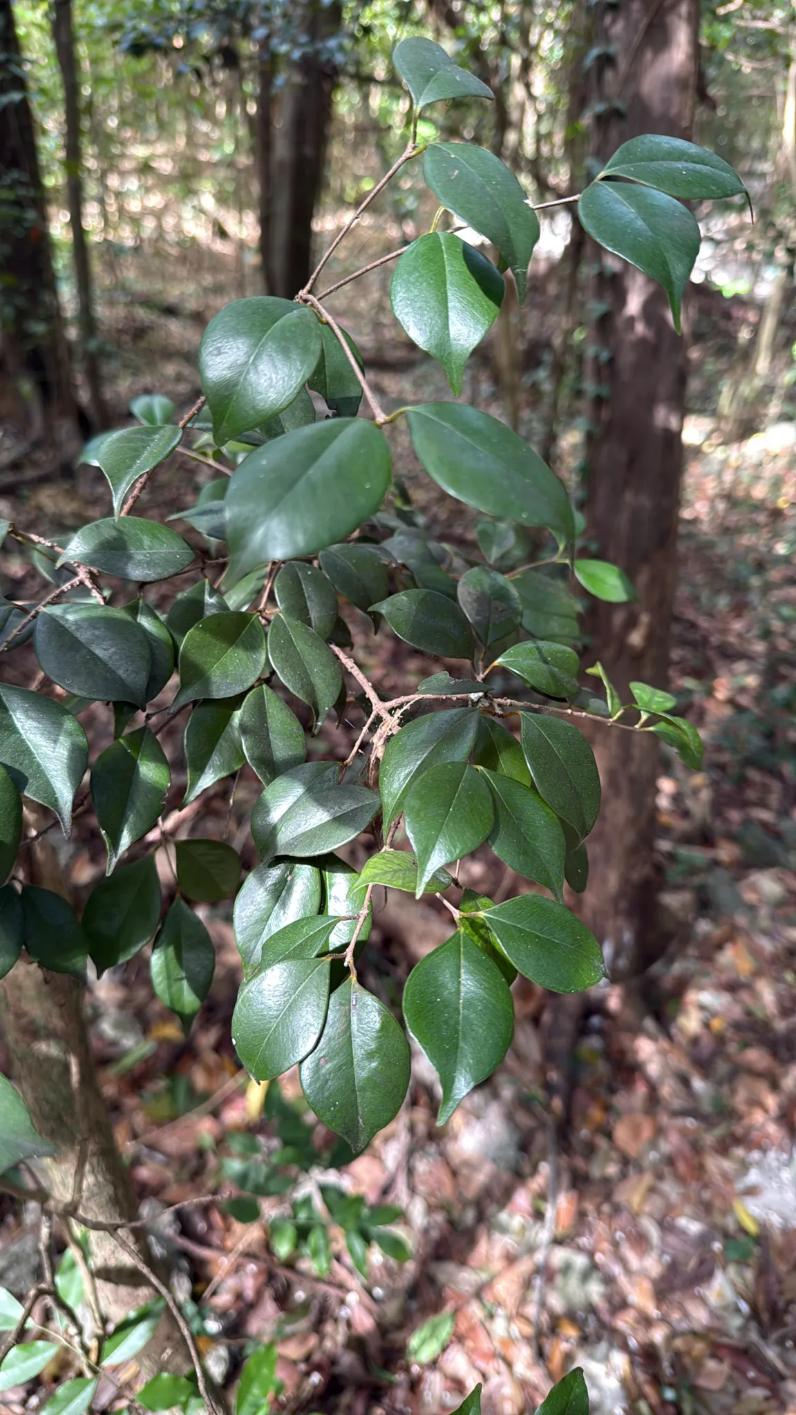 Redberry stopper (Eugenia confusa)