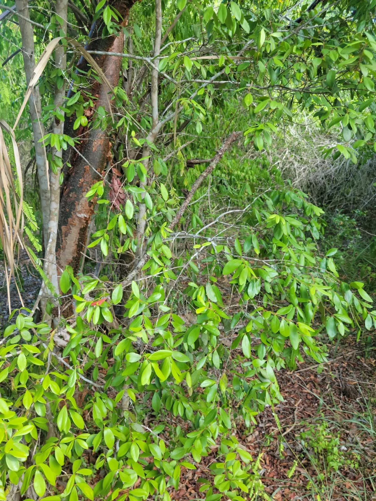 White wattling (Eugenia foetida)