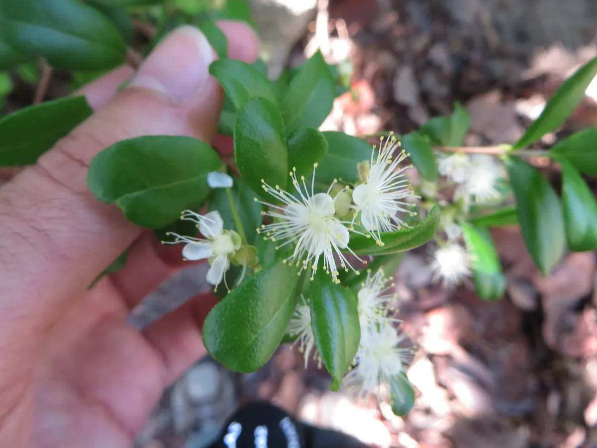 Red stopper (Eugenia rhombea)