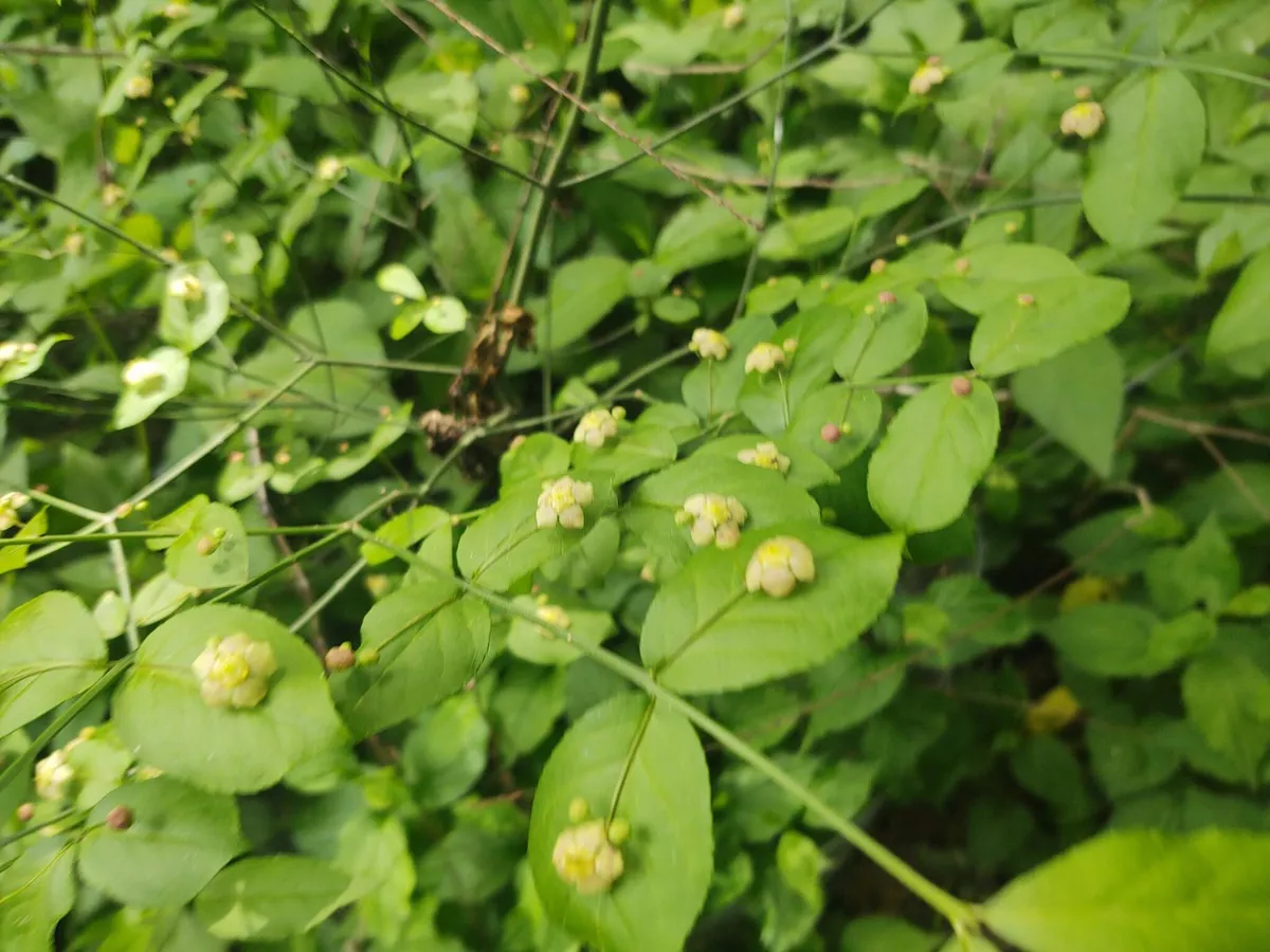 Strawberry Bush (Euonymus americanus)