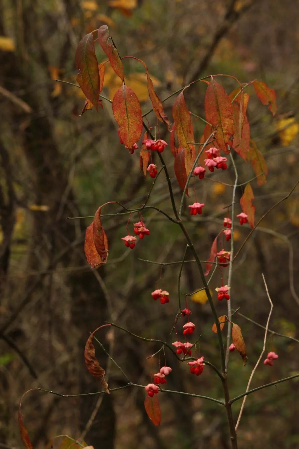 Bitter-ash (Euonymus atropurpureus)
