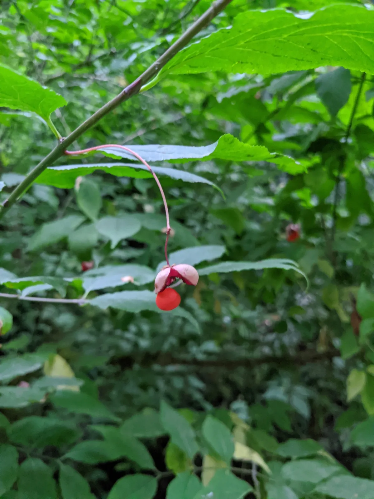 Western burningbush (Euonymus occidentalis)