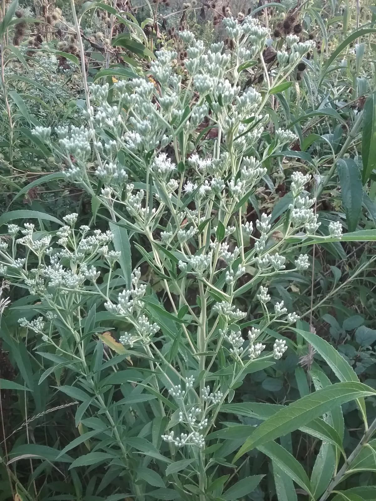Tall Thoroughwort (Eupatorium altissimum)