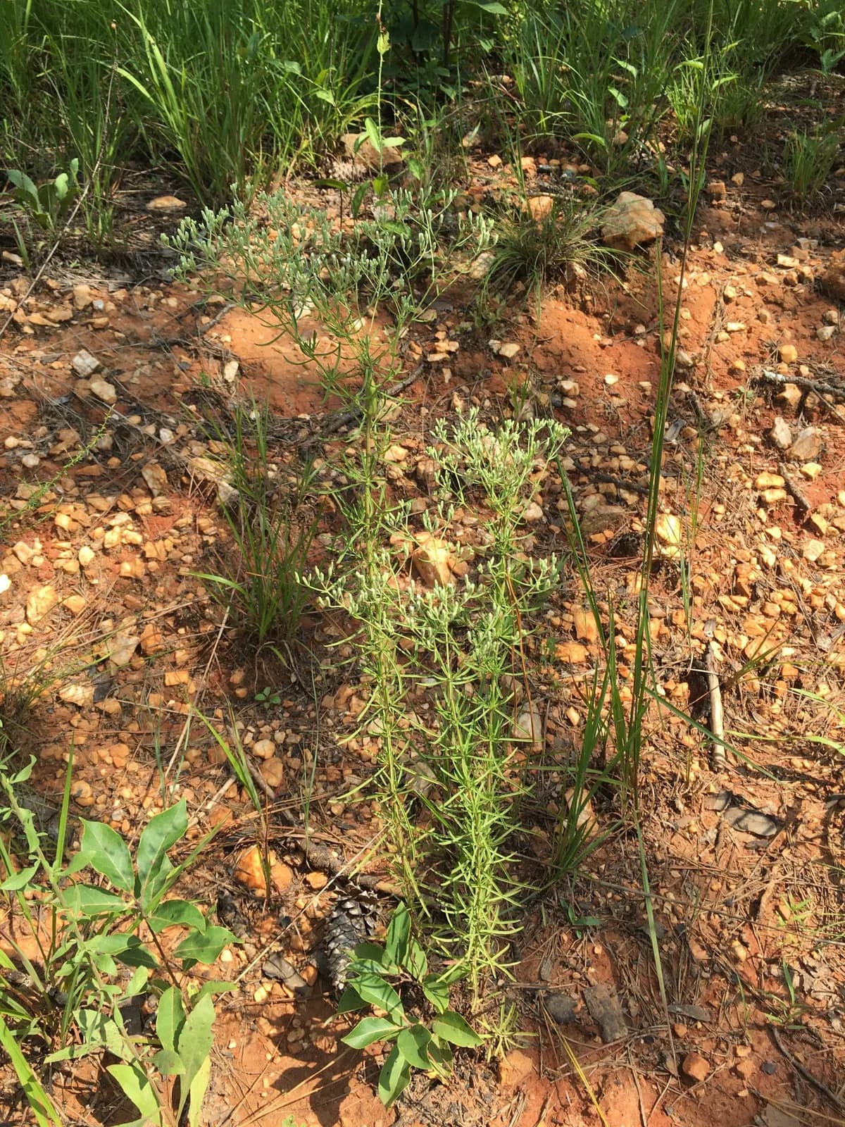 Hyssopleaf Boneset (Eupatorium hyssopifolium)