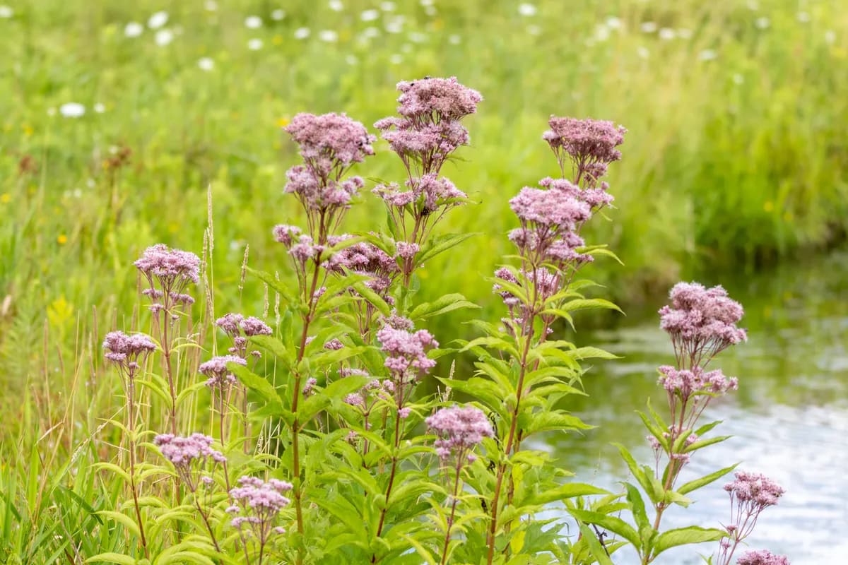 Spotted Joe-Pye Weed (Eupatorium maculatum)