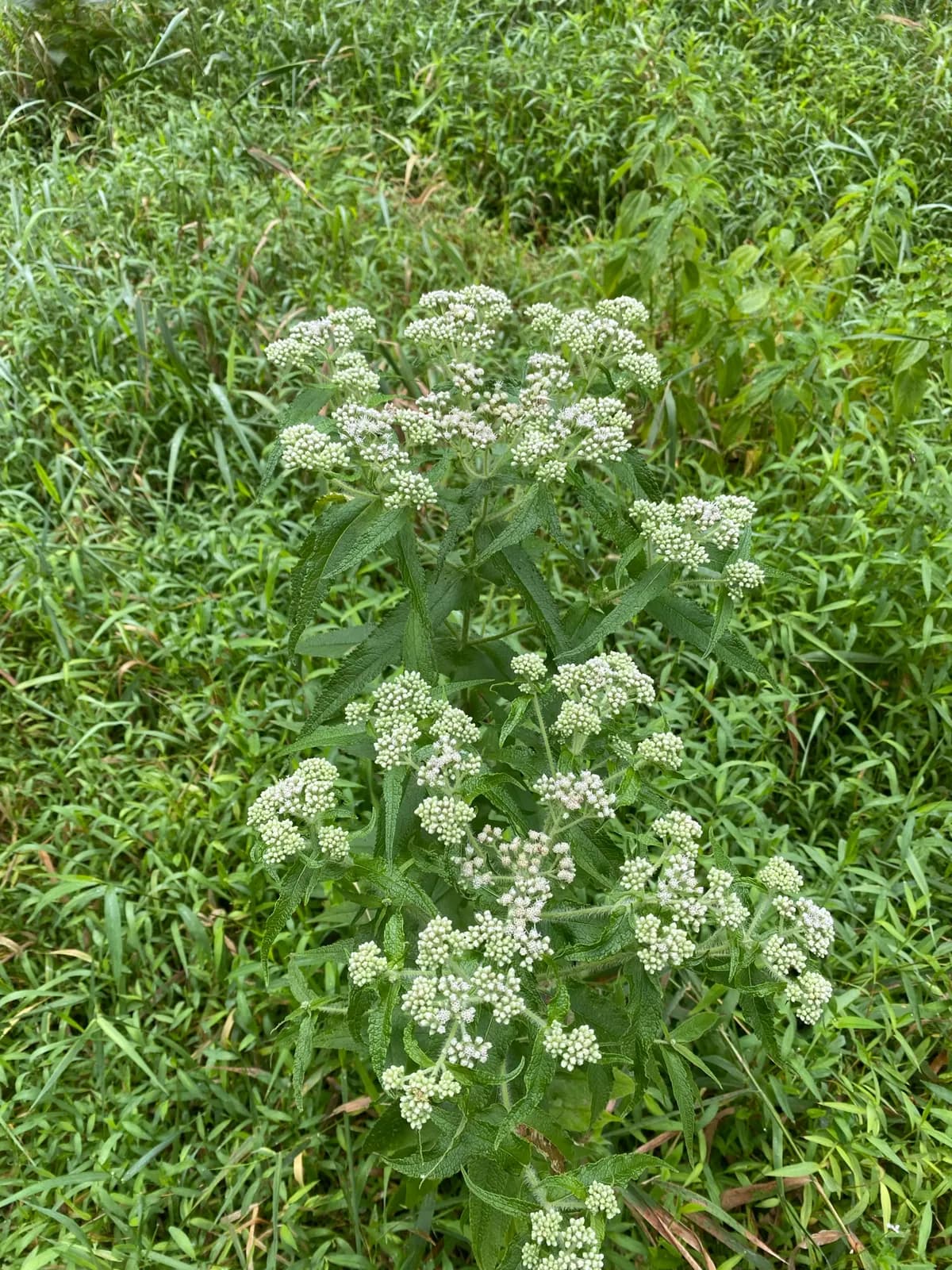 Boneset (Eupatorium perfoliatum)