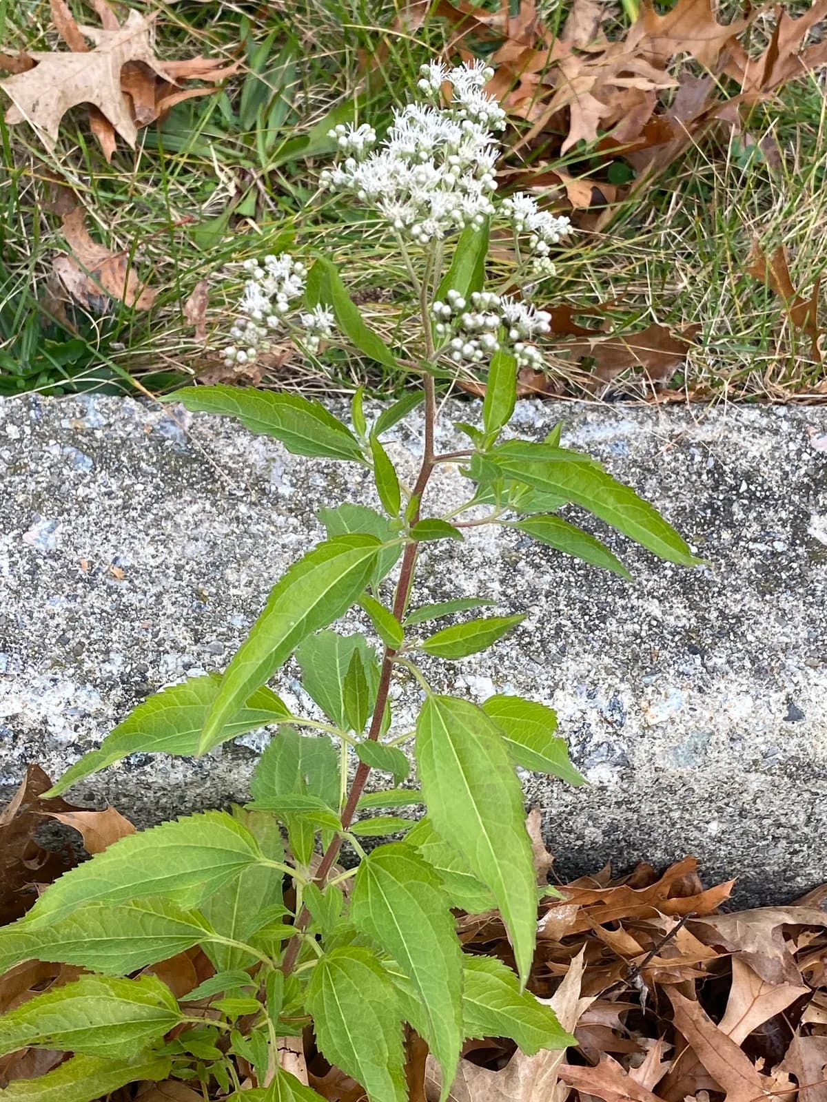 Fall Boneset (Eupatorium serotinum)