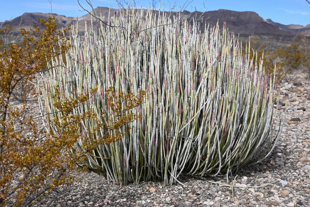 Candelilla (Euphorbia antisyphilitica)