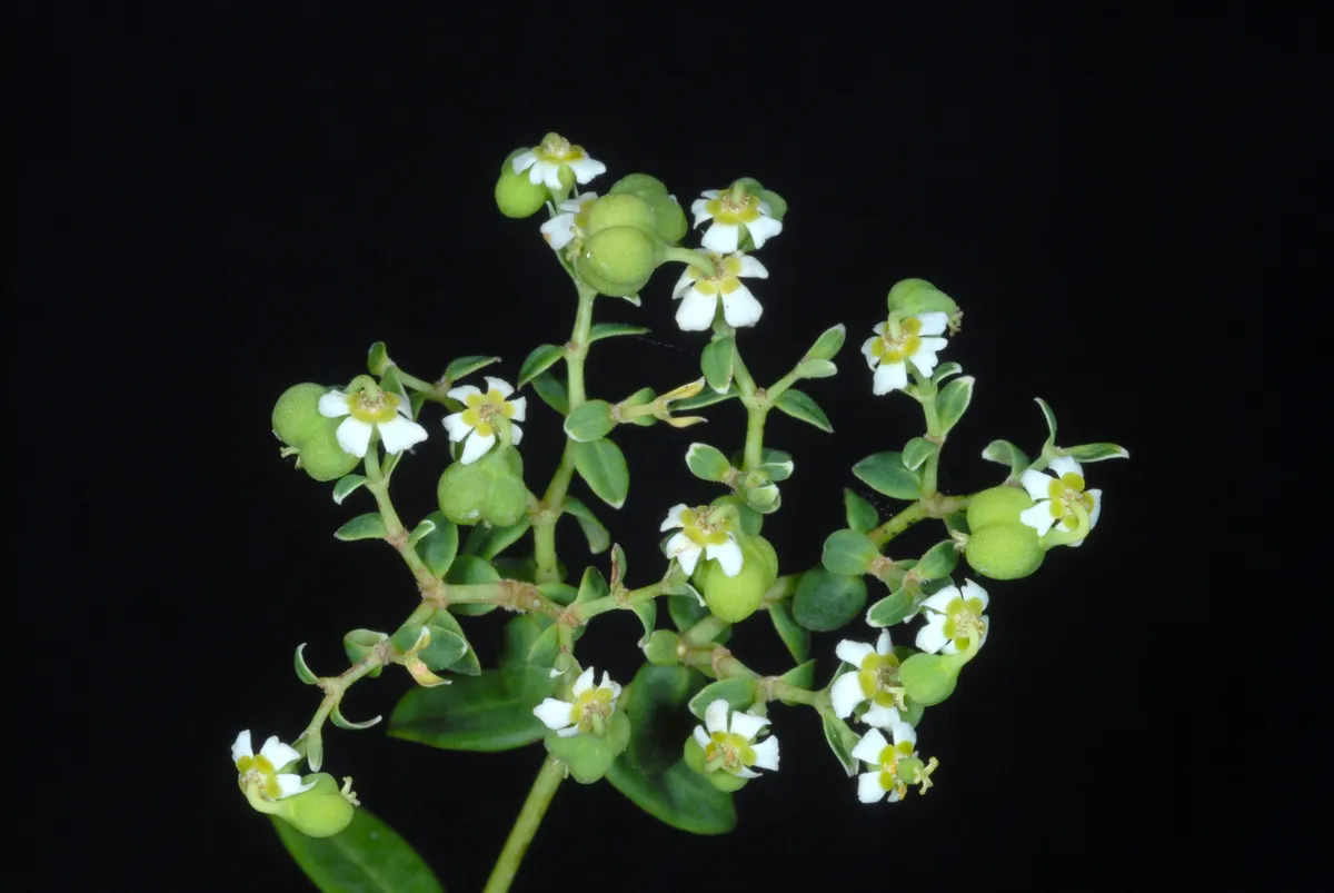 Poison-milkweed (Euphorbia corollata)