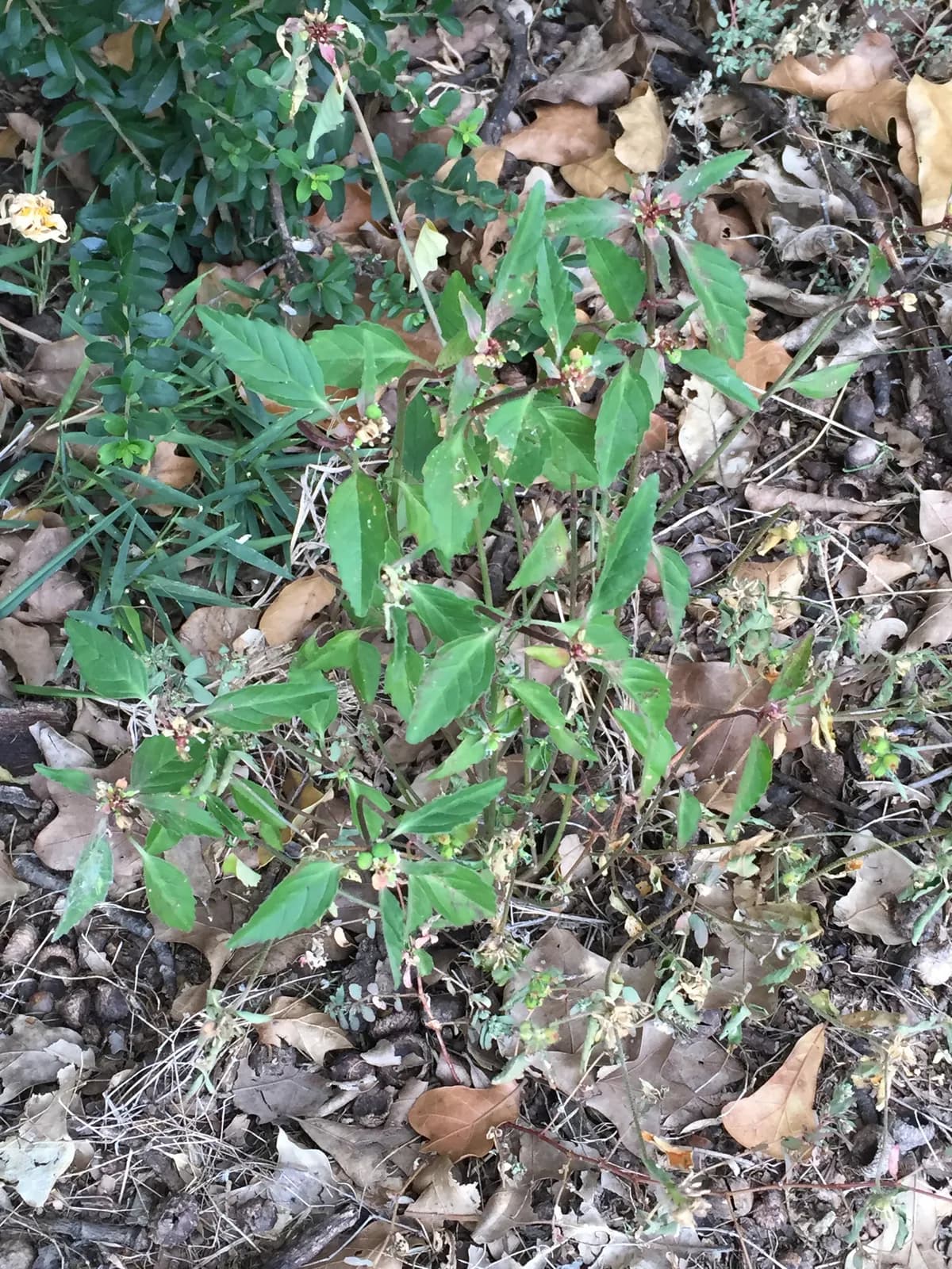 Toothed Spurge (Euphorbia dentata)