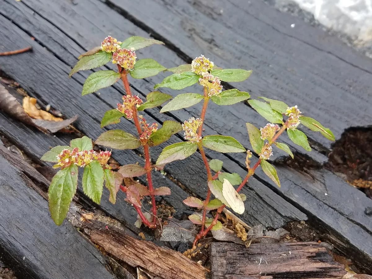 Asthmaplant (Euphorbia hirta)