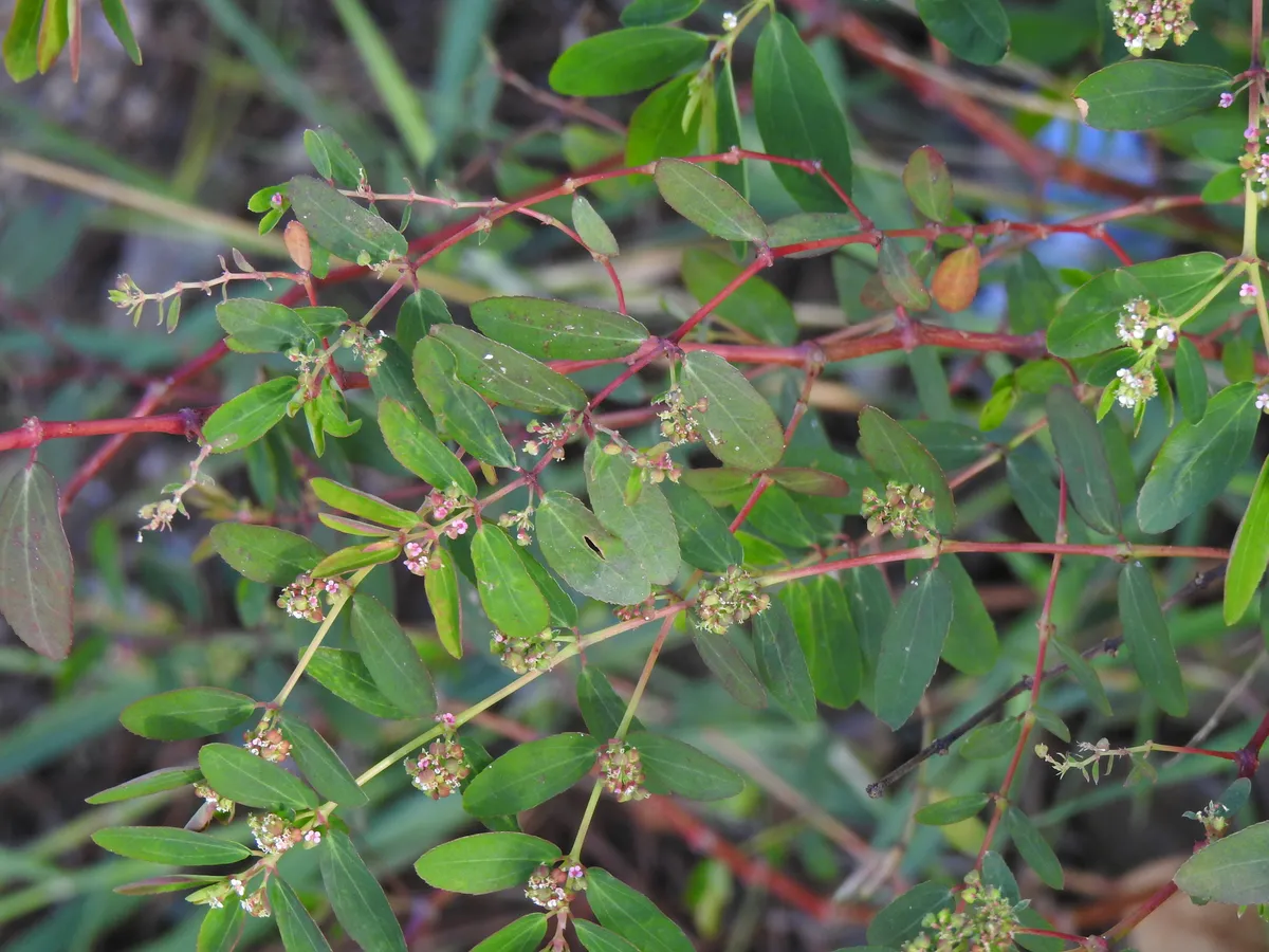 Chickenweed (Euphorbia hypericifolia)