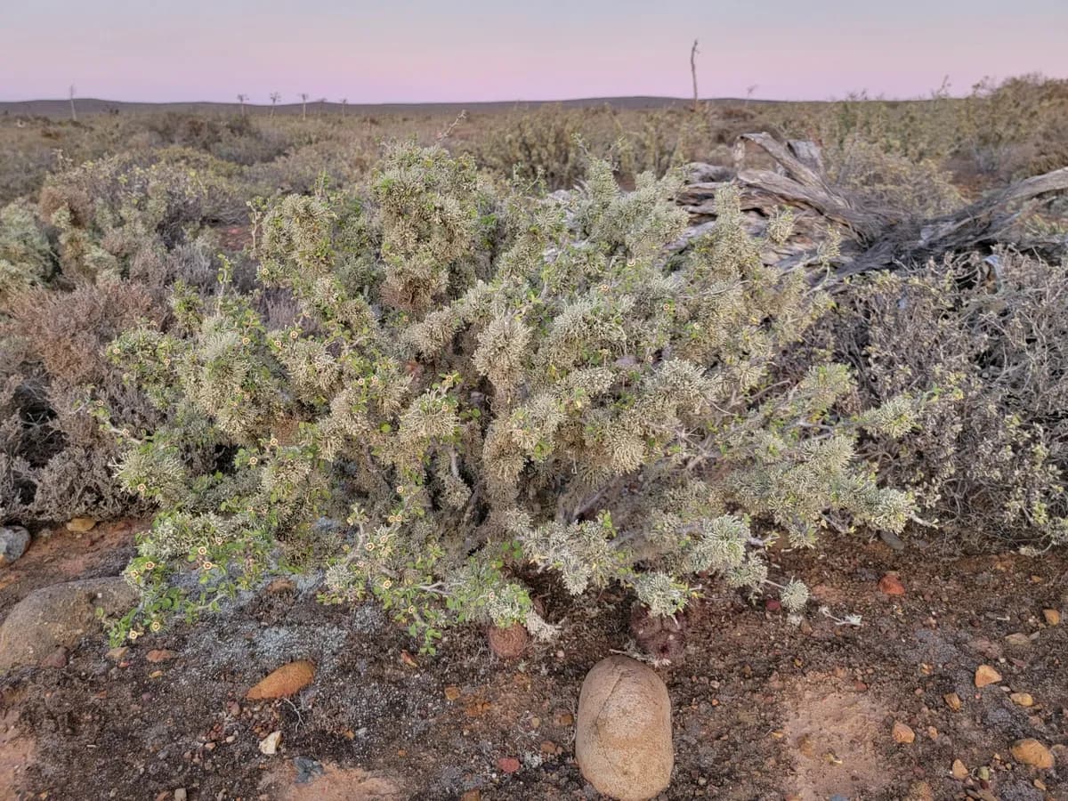 Cliff spurge (Euphorbia misera)