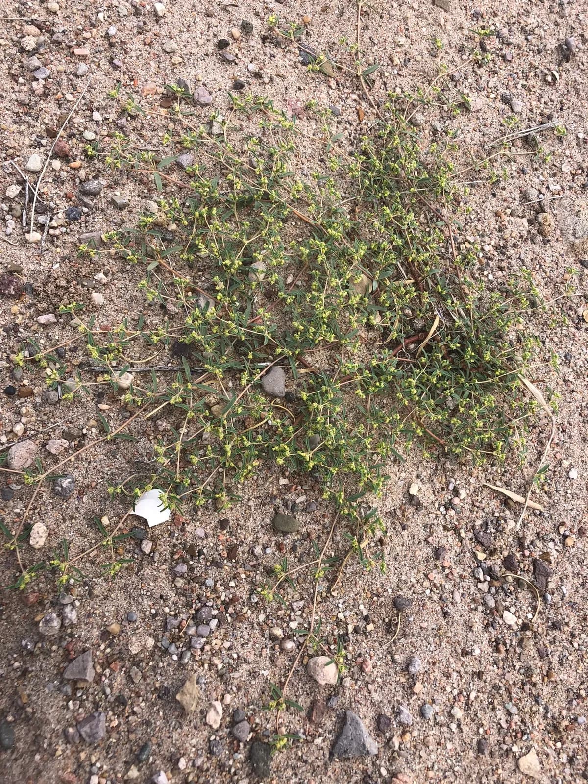 Dune Spurge (Euphorbia parryi)