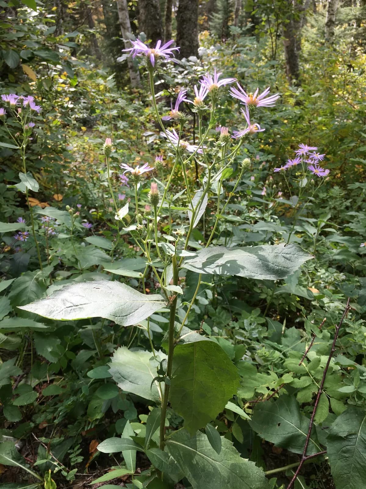 Showy Aster (Eurybia conspicua)