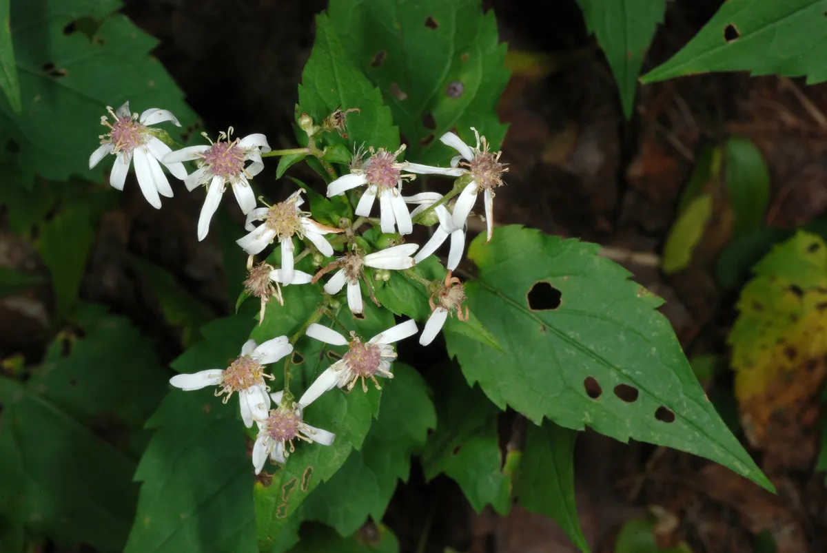White Wood Aster (Eurybia divaricata)