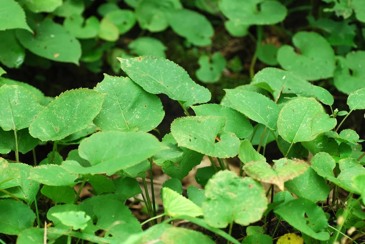Bigleaf Aster (Eurybia macrophylla)
