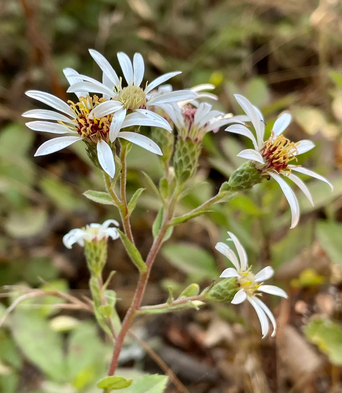 Eurybia radulina
