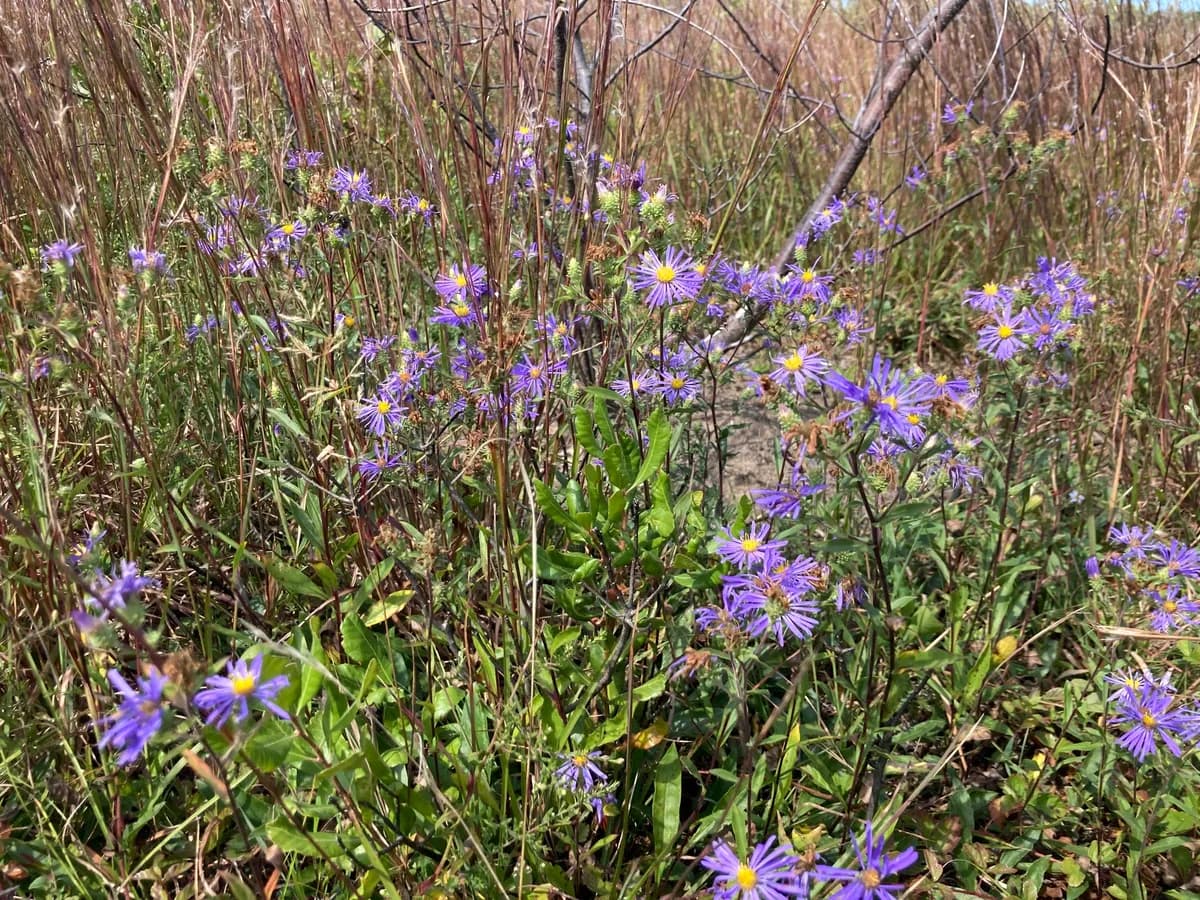 Western showy aster (Eurybia spectabilis)