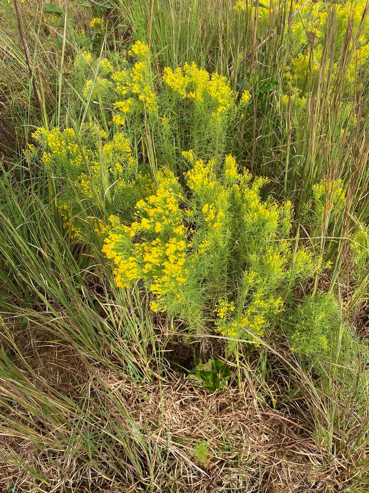 Slender Goldentop (Euthamia caroliniana)