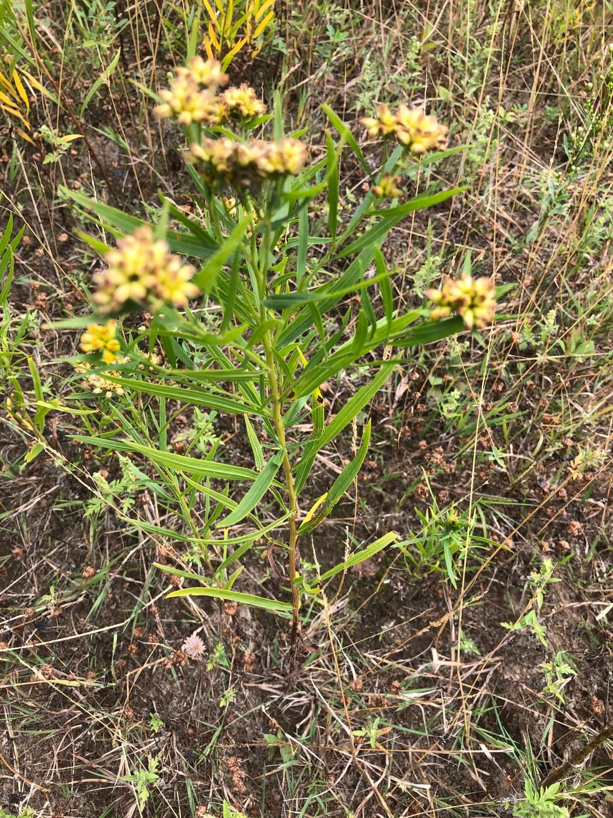 Common Goldentop (Euthamia graminifolia)