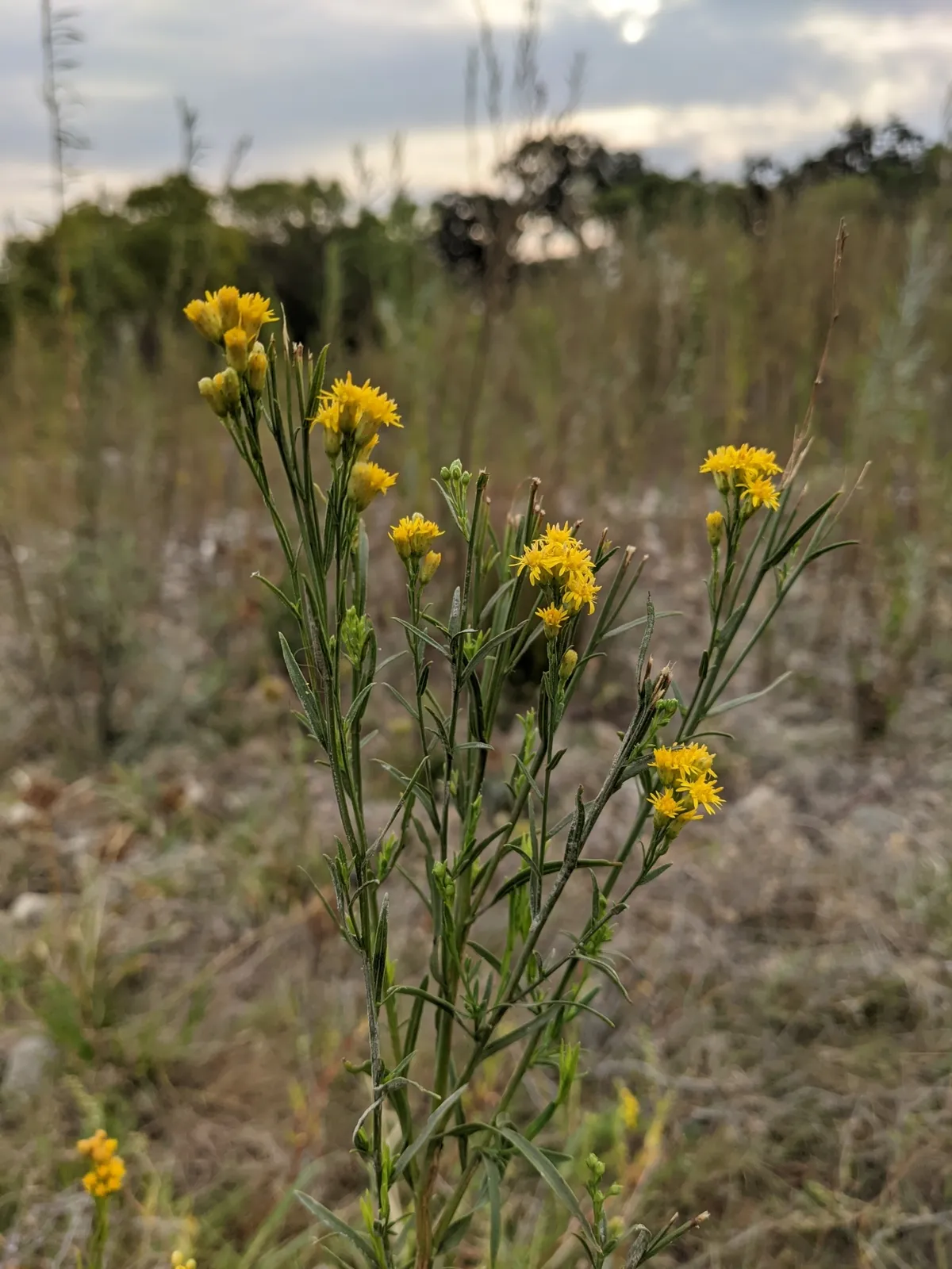 Western-goldenrod (Euthamia occidentalis)