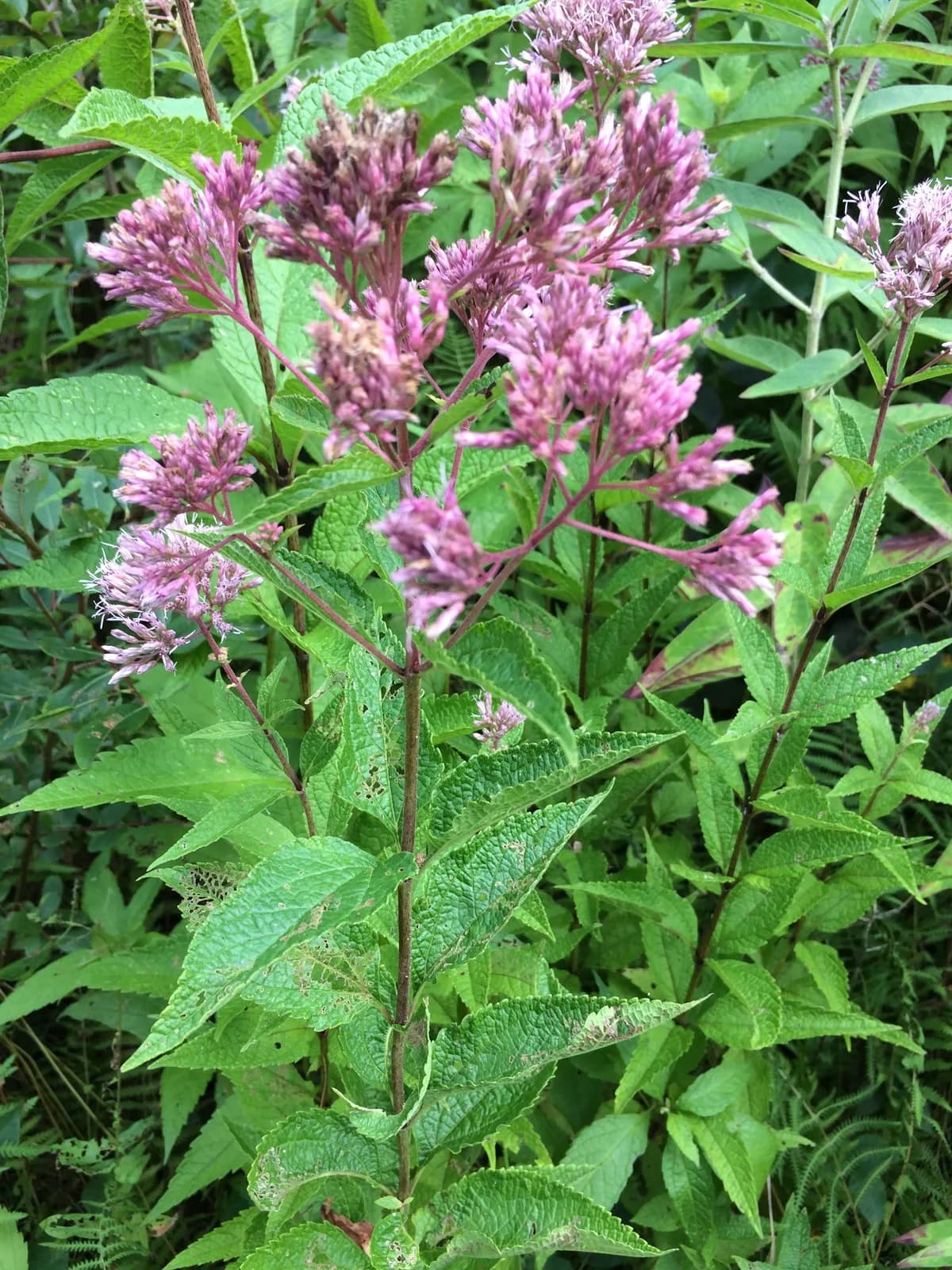 Coastal Plain Joe-Pyeweed (Eutrochium dubium)