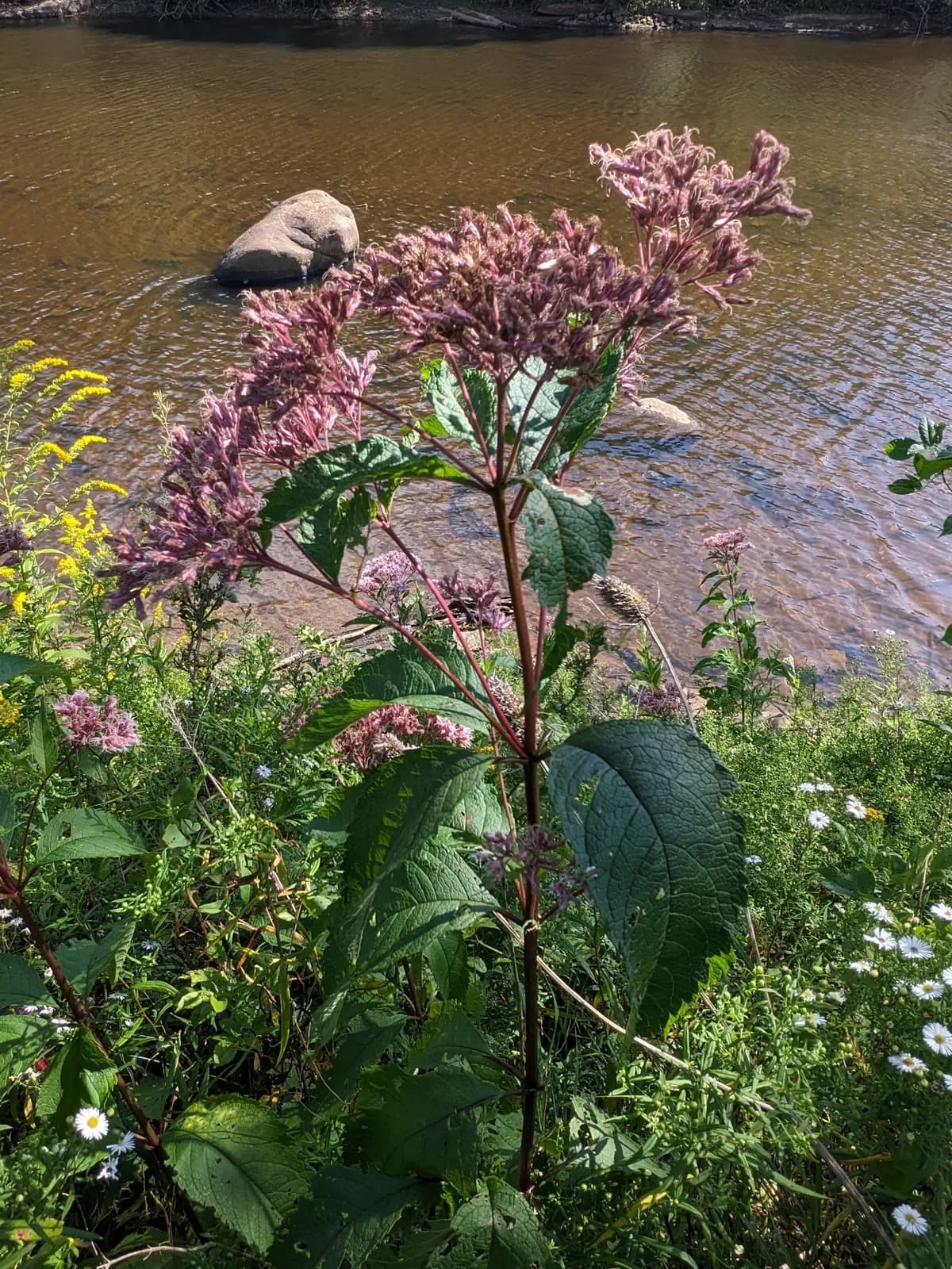 Hollow Joe-pyeweed (Eutrochium fistulosum)