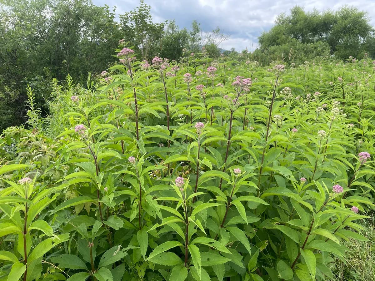 Spotted Joe-Pye Weed (Eutrochium maculatum)