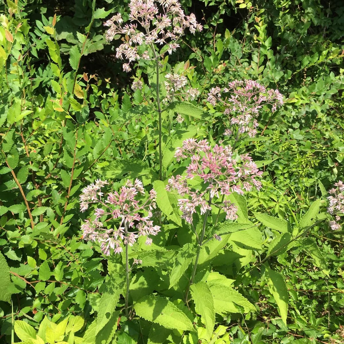 Joe Pye Weed (Eutrochium purpureum)