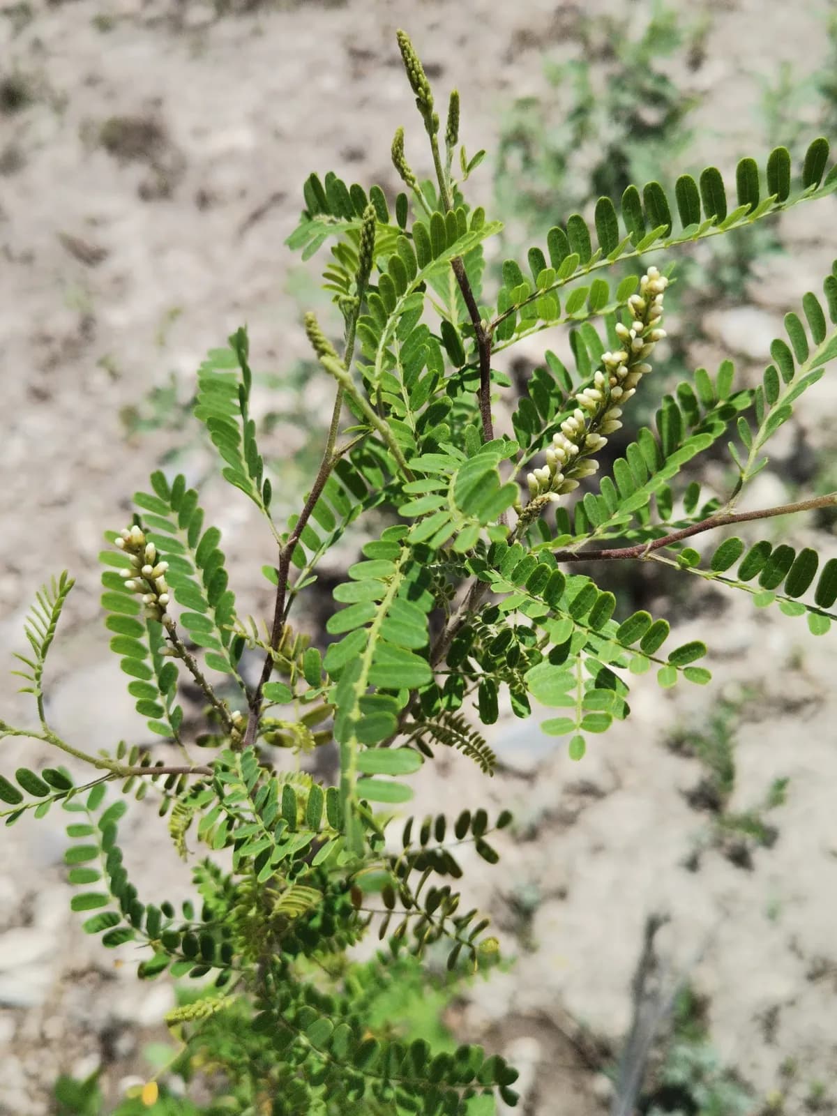 Kidneywood (Eysenhardtia texana)