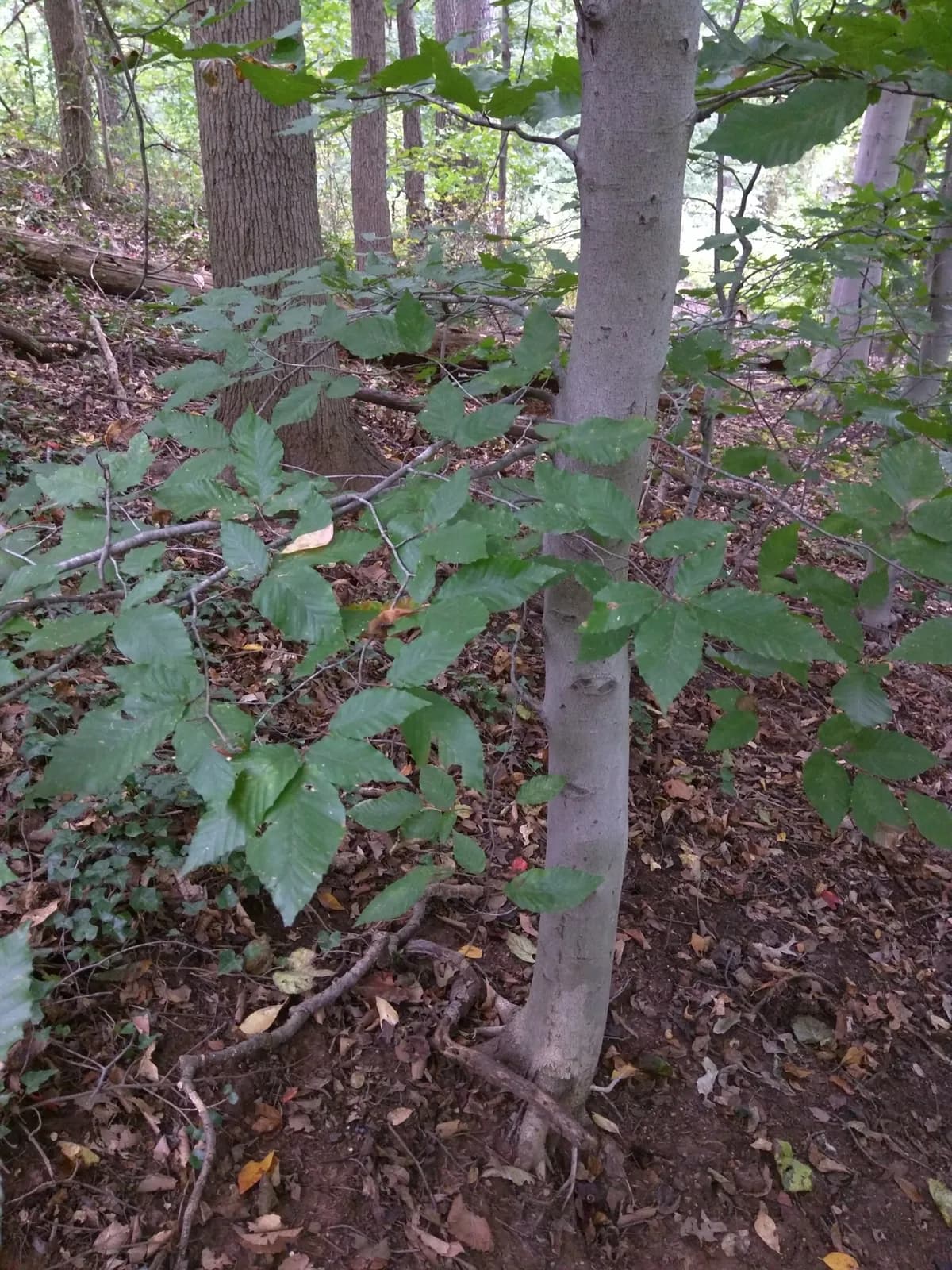 American beech (Fagus grandifolia)