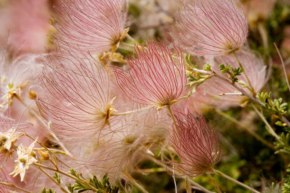 Apache Plume (Fallugia paradoxa)