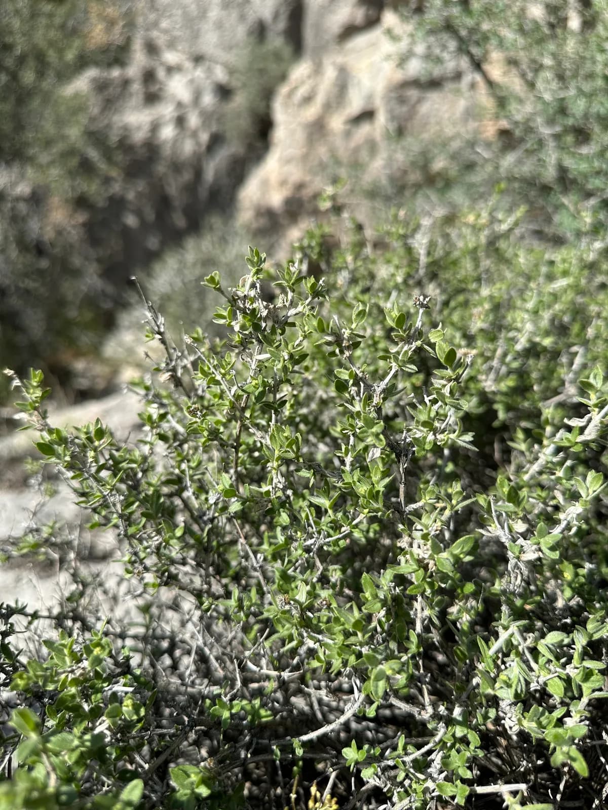 Utah Fendlerbush (Fendlerella utahensis)