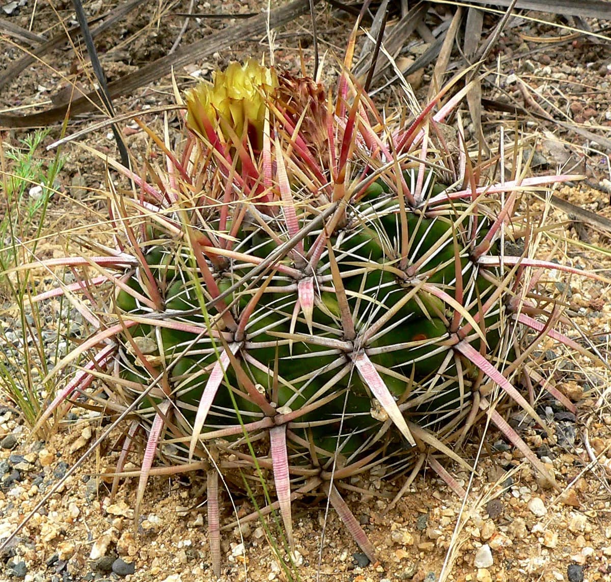 San diego barrelcactus (Ferocactus viridescens)