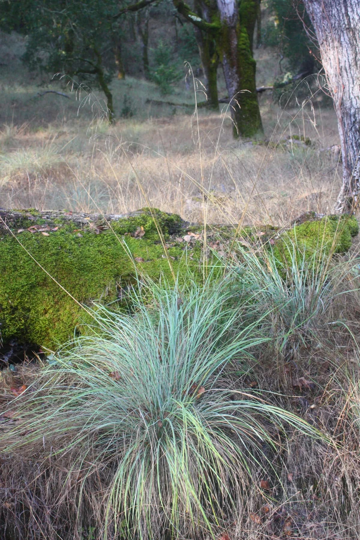 California Fescue (Festuca californica)