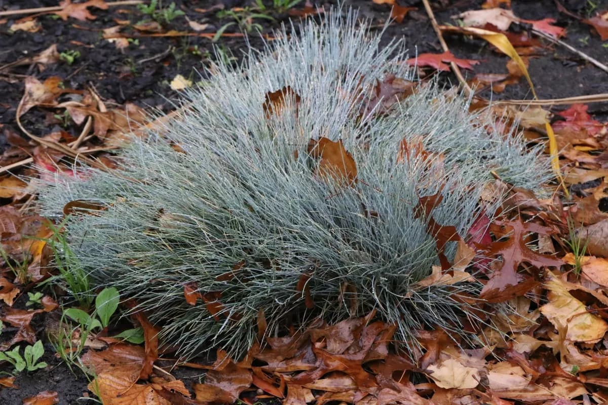 Blue fescue (Festuca glauca)