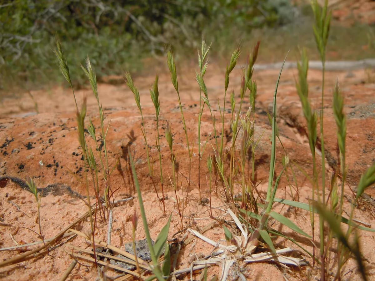 Sixweeks fescue (Festuca octoflora)