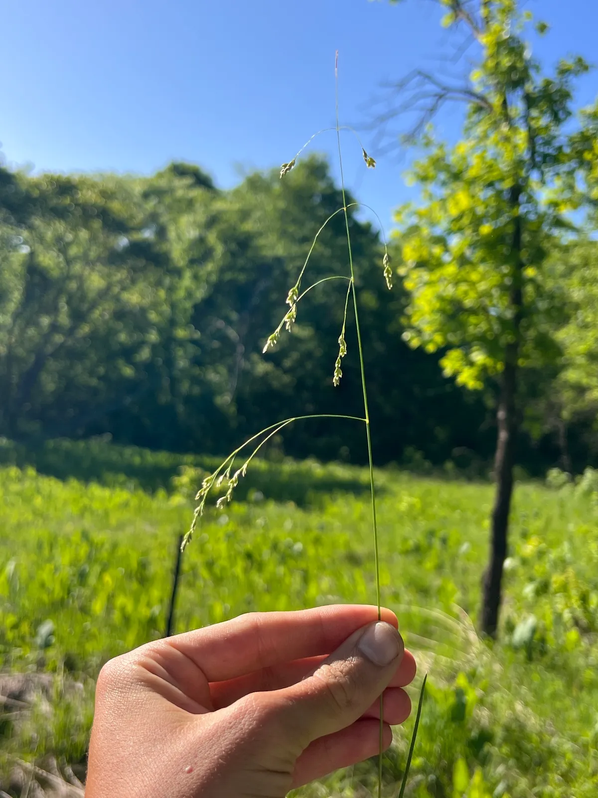 Cluster fescue (Festuca paradoxa)