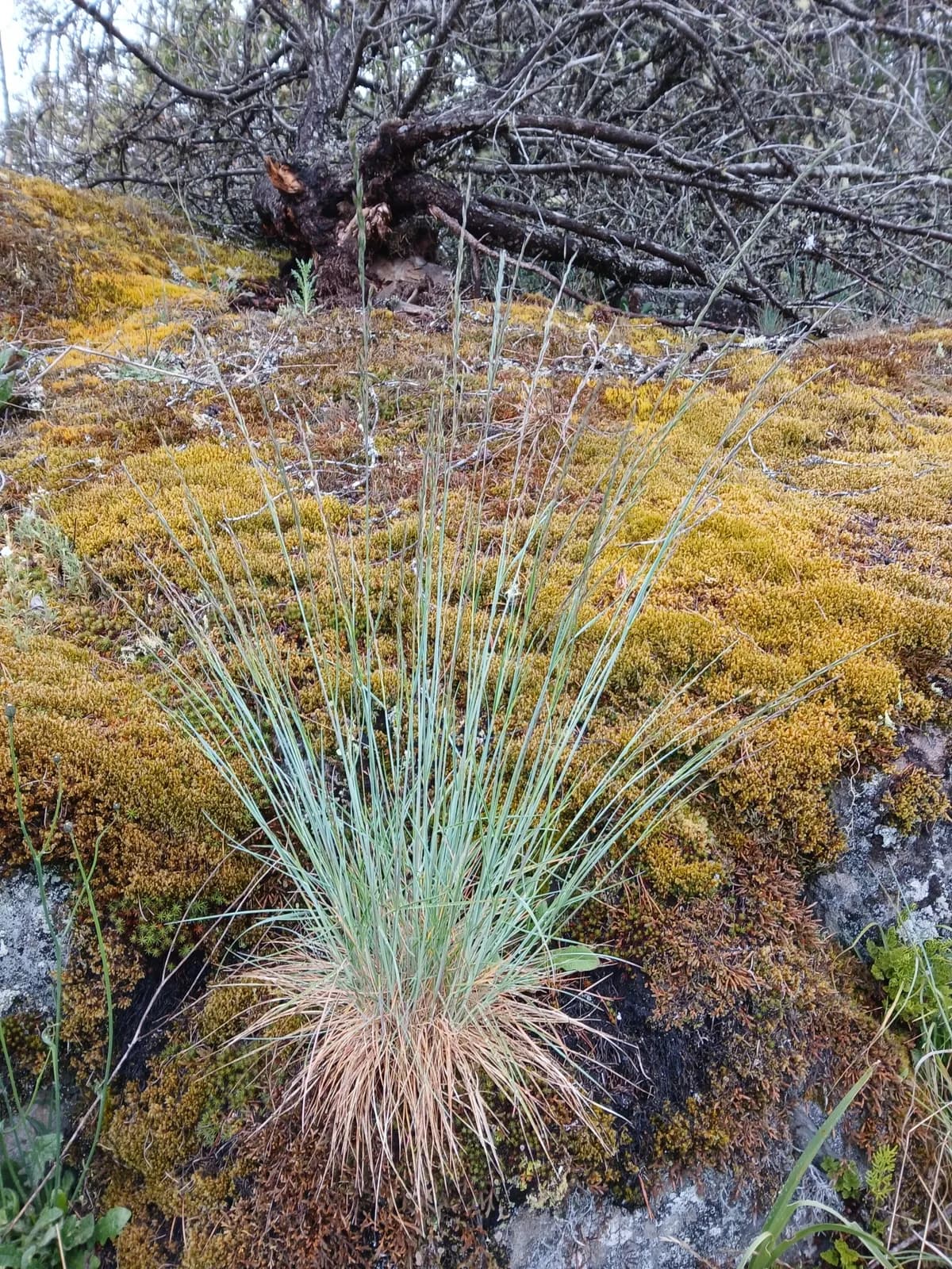Ramose false-brome (Festuca roemeri)