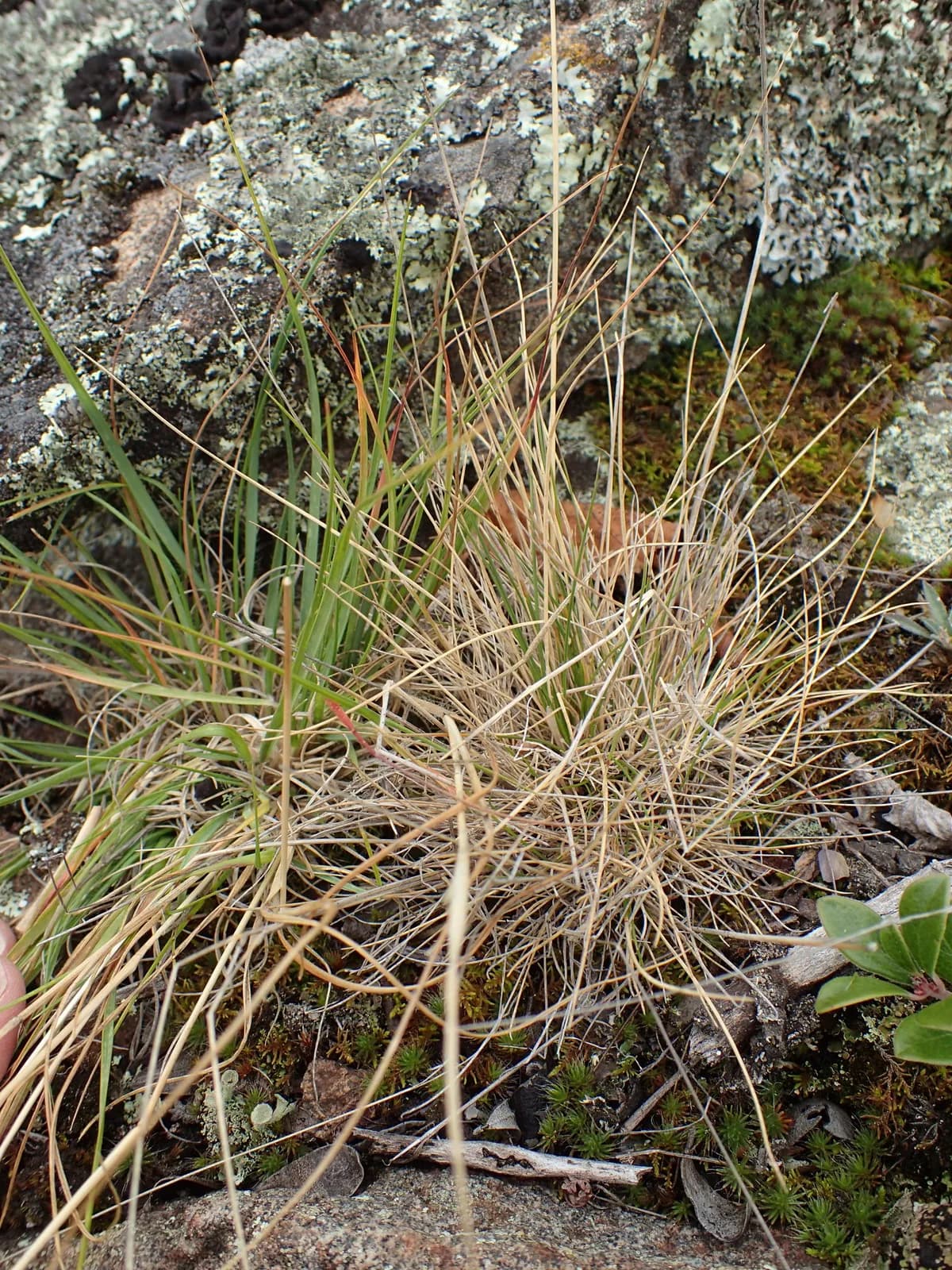 Rocky Mountain Fescue (Festuca saximontana)