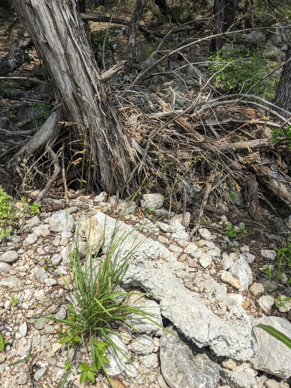 Texas fescue (Festuca versuta)