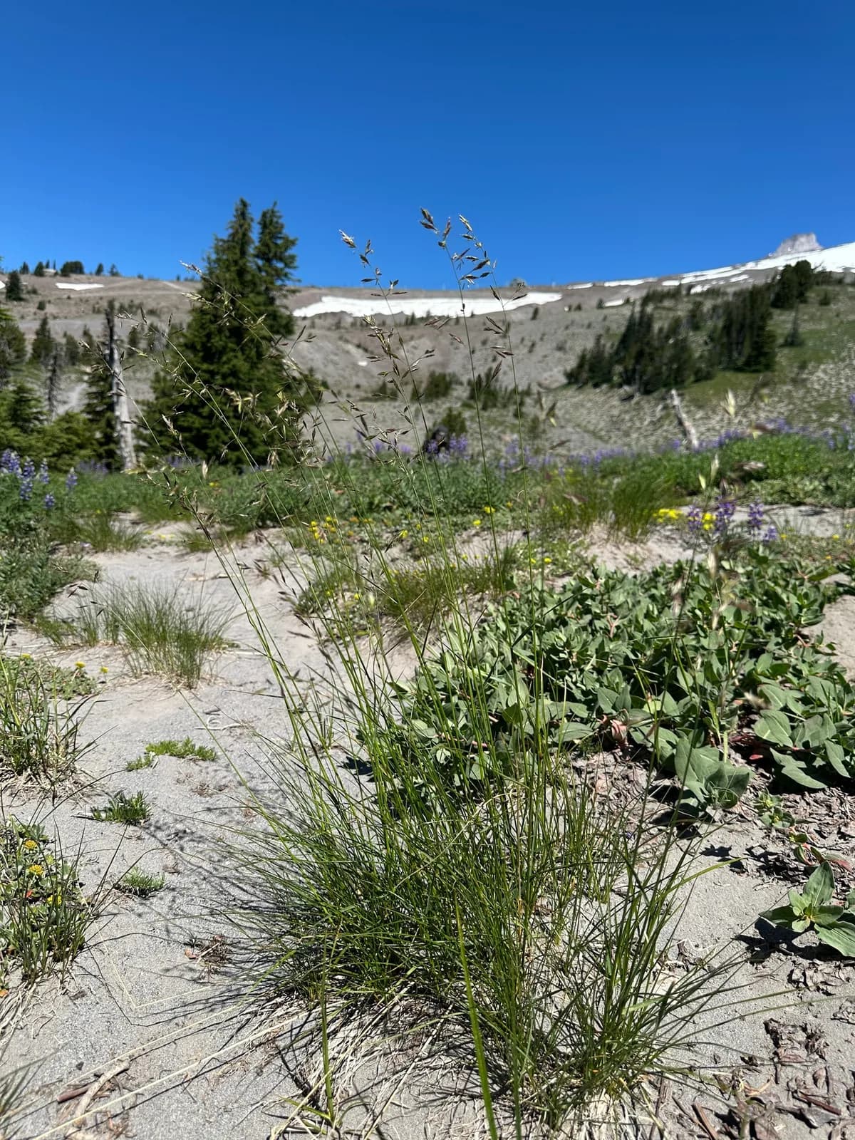 Mountain Bunchgrass (Festuca viridula)