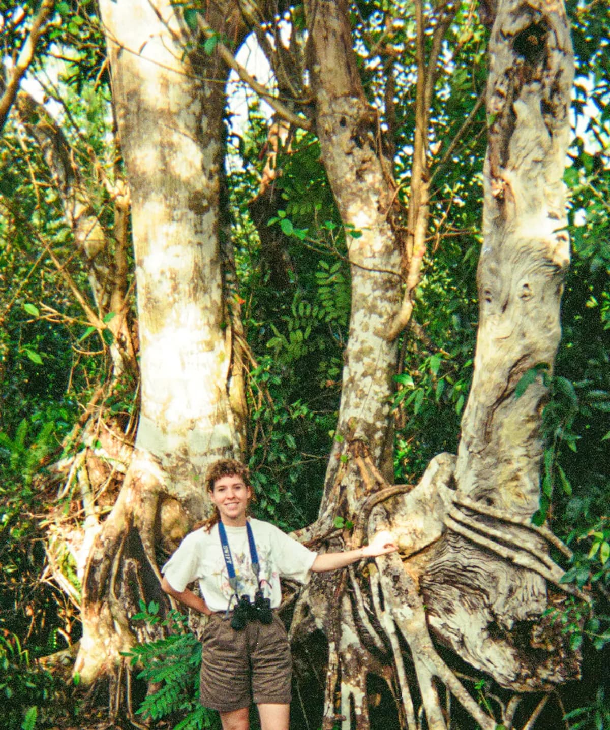 Florida Strangler Fig (Ficus aurea)