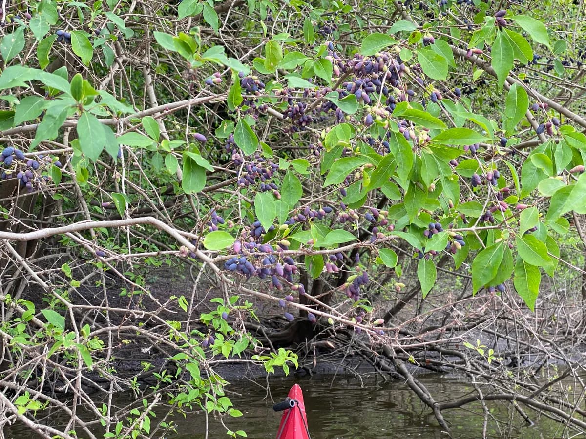 Swamp-privet (Forestiera acuminata)
