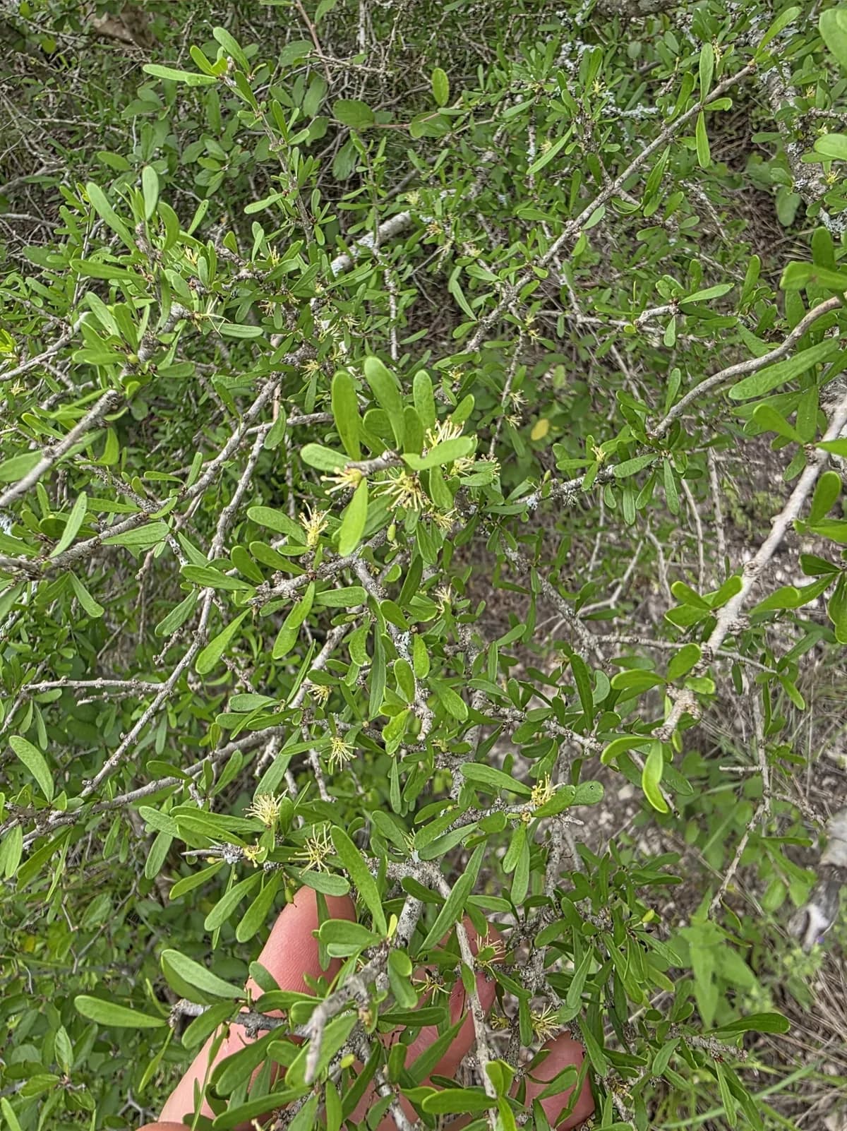 Narrow Leaf Elbow Bush (Forestiera angustifolia)